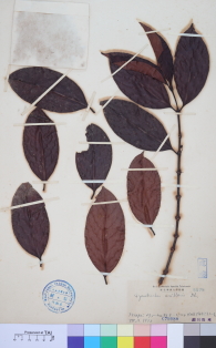 Specimen thumbnail